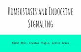 Homeostasis and Endocrine Signaling - … gland that secreted hormones directly into interstitial fluid. Neuroendocrine Pathways Hormone pathways that respond to stimuli from the external