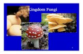 Fungi - Nicholls State some are parasitic on living organisms ... micorhizzal fungi - associate with plant roots and absorb nutrients from soil to aid plant. 24 Fungus is usually ascomycete