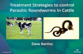 Treatment Strategies to control Parasitic … Strategies to control Parasitic Roundworms In Cattle ... Wikipedia .  ... hosts e.g. Ostertagia ostertagi in sheep
