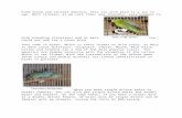 Lineolated Parakeets or Catherine · Web viewLineolated Parakeets (Bolborhynchus lineola) are endemic to South Mexico, Western Panama, Northern Colombia, Costa Rica, Nicaragua, Guatemala,