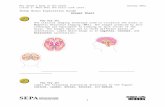 neuron.illinois.eduneuron.illinois.edu/...StudentSheet_SheepBrainExploratio…  · Web viewSheep Brain Exploration Guide. Answer Sheet. You Try It! One clinical imaging technique