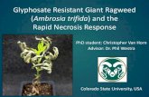 Ambrosia trifida) and the Rapid Necrosis Response Horn.pdf(Ambrosia trifida) and the Rapid Necrosis Response ... Rapid necrosis is a light dependent process. ... •Roots washed and