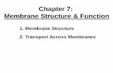 Chapter 7: Membrane Structure & Function chapter... · Equilibrium Equilibrium Equilibrium Diffusion ... Key Terms for Chapter 7 ... •facilitated diffusion, electrochemical gradient