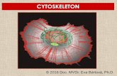 CYTOSKELETON - VFUfvhe.vfu.cz/.../materialy/english-materials/12-cytoskeleton2016st.pdf · Eukaryotic cells are capable of changing their shape, moving organelles, moving from place