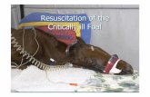 Resuscitation of the Critically ill Foal - NICUvetnicuvet.com/nicuvet/Equine-Perinatoloy/Web_slides_meetings/France... · Foal: WishfulFoal ... Delayed renal transition from fetal