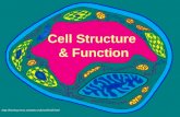 [PPT]Cell Structure & Function -  · Web viewCell Structure & Function