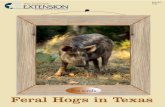 Feral Hogs in Texas - ICWDM Home Pageicwdm.org/Publications/pdf/Feral Pig/Txferalhogs.pdf · Tusks project from the sides of the mouth, can be extremely sharp, and may ... Male feral