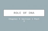 [PPT]Role of DNA - Elizabeth Rose · Web viewcopyright cmassengale DNA Replication As the 2 DNA strands open at the origin, Replication Bubbles form Prokaryotes (bacteria) have a single