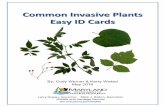 Common Invasive Plants Easy ID Cards - Marylanddnr.maryland.gov/wildlife/Documents/Invasive_plants_cards.pdf · Common Invasive Plants Easy ID Cards Larry Hogan, Governor Mark J.