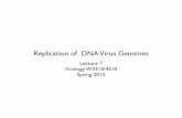 Replication of DNA Virus Genomes - · PDF fileReplication of DNA Virus Genomes Lecture 7 Virology W3310/4310 Spring 2013. It’s all about Initiation ... •Priming via a specialized
