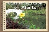 Classification of Plants - Thomas County School · PPT file · Web viewClassification of Plants * * * * Plant Kingdom Flowering Plants Non-flowering Plants . 3 groups Ferns Mosses