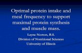 Optimal protein intake and meal frequency to support ... · PDF filemeal frequency to support maximal protein synthesis and ... MPS becomes ‘refractory ... Optimal protein intake