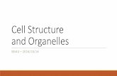 Cell Structure and Organelles - Earl Haig Secondary … Ramlochan/GRADE 12...Contains and replicates DNA ... , during replication, as chromosomes. Has its own membrane, the nuclear