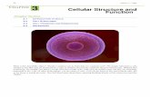 C 3 Cellular Structure and Function - Grygla Public … organism that has cells containing a nucleus and other organelles eukaryotic cell cell ... of the cell’s DNA ... 3. Cellular
