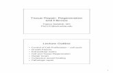 Tissue Repair: Regeneration and · PDF file1 Tissue Repair: Regeneration and Fibrosis Patrice Spitalnik, MD Pfs2101@columbia.edu Lecture Outline • Control of Cell Proliferation –