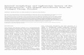 Intemal morphology and taphonomic history of the ... · PDF fileIntemal morphology and taphonomic history of the Neoproterozoic vase-shaped microfossils from the ... The isotopi c
