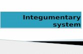 Integumentary system - acn.akalcollegeofnursing.comacn.akalcollegeofnursing.com/.../2016/02/Integumentary-system.pdf · Integumentary system ... Assessment of skin includes entire
