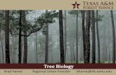 Tree Biology - TreeFolks Biology Brad Hamel Regional Urban Forester bhamel@tfs.tamu.edu 8/26/2013 2 8/26/2013 3 What is a Tree? “A tree may be defined as a woody plant reaching 20