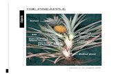 Chapter 1 - The pineapple - Department of Agriculture and ... · PDF fileWorld pineapple production ... The ability to absorb nutrients through axillary roots in the leaf ... The pineapple