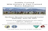 Northern Nevada Correctional Center Saturday, … Nevada Correctional Center . Saturday, June 10, ... If you're looking for a loveable horse that is ready and eager to ride everyday