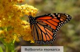 Bolboreta monarca