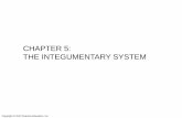 CHAPTER 5: THE INTEGUMENTARY SYSTEM - …classpages.warnerpacific.edu/bdupriest/BIO 221/Chapter 5...Copyright © 2010 Pearson Education, Inc. Hair shaft Arrector pili Sebaceous gland
