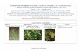 PROBLEM INVASIVE ALIEN PLANTS IN KLOOFENDAL NATURE RESERVE … INVASIVE... · COMMON PROBLEM INVASIVE PLANTS IN KLOOFENDAL NATURE RESERVE Compiled by Karin Spottiswoode from Friends