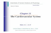 The Cardiovascular System - Miami Beach Senior High …fl01000126.schoolwires.net/cms/lib07/FL01000126/Centricity/Domain... · Chapter 11 The Cardiovascular System ... The function