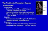 The Vertebrate Circulatory System - Nicholls State · PDF fileThe Vertebrate Circulatory System Transportation Respiratory Erythrocytes (red blood cells) transport oxygen from lungs