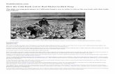 Smithsonian.com How the Gold Rush Led to Real Riches in ...frazeronlineclassroom.weebly.com/uploads/8/9/0/7/89075368/how_the...How the Gold Rush Led to Real Riches in Bird Poop The