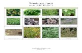 Windcrest · PDF file · 2016-02-05Windcrest Farm 2016 HERB PLANTS www ... Stevia Thyme, German Winter Thyme, Lemon Thyme, Oregano ... USDA ORGANIC . Title: Microsoft Word - 2016WindcrestHerbs.docx