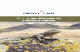 Guía de identificación de anfibios y reptiles - PERU LNGperulng.com/.../Guia_identificacion_anfibios-yreptiles.pdf ·  · 2017-03-26Clave para la identificación de anfibios del