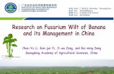 Research on Fusarium Wilt of Banana and its …itfnet.org/Download/ISTF2017/S2P3.pdfOutlines 1. Symptoms 2. Threat or impacts on Chinese Banana industry 3. The diveristy of the Pathogens