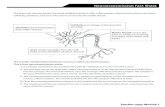 Neurotransmission Fact Sheet - National Institute on Drug ... · PDF fileNeurotransmission Fact Sheet The brain and nervous system are made of billions of nerve cells, called neurons.