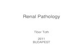 Renal Pathology - Budapest Nephrology Schoolbns-hungary.hu/documents/18bns/2011bns_0831_0945.pdf · Wegener’s granulomatosis + Goodpasture, ... y Mesangial . Glomerular changes