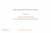 Lecture 11:Lecture 11: Review: Systems Biology The C ... · PDF fileBME 42-620 Engineering Molecular Cell Biology Lecture 11:Lecture 11: Review: Systems Biology The C()Cytoskeleton
