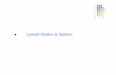 Lymph Nodes & Spleen - Government Medical College … lectures/Pathology/spleen...spleen liver thymus BM M/E Oblit. Of LN arch Polymorphic cell infiltrate(LC, EP ,pl cells,immunoblasts)