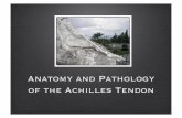 Anatomy and Pathology of the Achilles Tendon - · PDF fileAchilles • Achilles was the warrior and hero of Homer’s Iliad! • Thetis, Achilles’ mother, made him invulnerable to