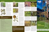 LIVERWORTS MOSSES - Plantlife · PDF fileIntroduction (Buxbaumia viridis) This Plantlife ﬁ eld guide will help those who want to go a little further in identifying the carpets of