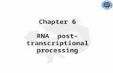 Chapter 6 RNA post-transcriptional processingbiolab.szu.edu.cn/otherweb/lzc/belingual m… · PPT file · Web view · 2012-08-29RNA post-transcriptional processing ... rRNA processing