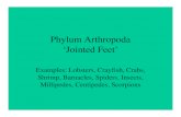 Phylum Arthropoda ‘Jointed Feet’ - Weeblymrslait.weebly.com/uploads/1/4/6/5/1465667/arthropoda_notes.pdf · Phylum Arthropoda ‘Jointed Feet ... • Describe the unifying characteristics