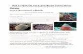 Unit 11 Mollusks and Echinoderms Guided Notes Molluksbclearningnetwork.com/LOR/media/BI11/mollusca_echinoderms/Unit_1… · Unit 11 Mollusks and Echinoderms Guided Notes Molluks General