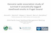 Genome‐wide association study of survival in … in acoustically tagged steelhead smolts in Puget Sound ... Gre. Source Year Origin ... • The fate of out‐migrating steelhead