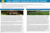 pg1oregon spotted frog - Earth Rangers · PDF filecutaneous respiration, meaning they breathe and drink through their skin. ... The Oregon spotted frog ikes it best where it's wet.