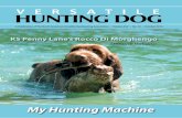 Spinone Italiano - NAVHDA · PDF fileSpinone Italiano A Publication of The ... benefits include a monthly subscription to the Versatile Hunting Dog mag- ... During the spring and summer