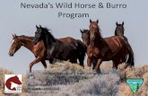 Nevada’s Wild Horse & urro Program - blm.gov · PDF fileNevada’s Wild Horse & urro Program National Wild Horse & Burro Advisory Board September 8, 2016 Alan Shepherd WH&B Program