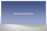Nervous System - WordPress.com System Structural Classification ... White Matter : myelinated fibers/tracks. Terminologies ... Cerebrum The frontal lobe ...