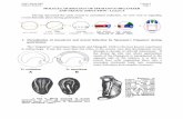 MOLECULAR BIOLOGY OF SPEMANN’S ORGANIZER · PDF fileMOLECULAR BIOLOGY OF SPEMANN’S ORGANIZER AND NEURAL INDUCTION - Lecture 5 ... it induces neural tissue on the overlying ...