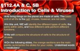 §112.4A & C, 5B Introduction to Cells & Viruses - Weeblymrpbiology.weebly.com/uploads/2/7/5/6/2756971/cell_organelle_notes.… · ... 5B Introduction to Cells & Viruses All living