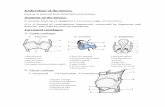 Embryology of the larynx - Dr. Nassem Talaatnassemtalaat.com/faculty/larynx/Larynx_Wrote_By_Dr...3-yyo-epiglottic ligament 4-hyoid bone 5-pre epiglottic space 6-thyrohyoid membrane